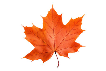 Obraz premium Realistic PNG of autumn leaf with white background for seasonal and nature-themed design projects, high-resolution fall foliage illustration ideal for artistic and decorative graphics