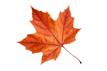 Obraz premium Realistic autumn leaf PNG illustration with white background for seasonal design projects, nature-themed graphics, and fall-themed visuals in high-resolution format