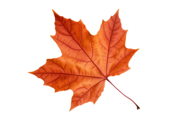 Realistic autumn leaf PNG illustration with white background for seasonal design projects, nature-themed graphics, and fall-themed visuals in high-resolution format