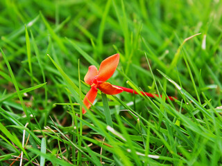 Obraz premium Close-up of a little flower falling on the grass. 