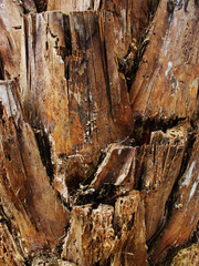 Palm tree trunk abstract pattern.