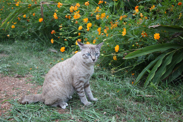 Thai cat running and playing at the park