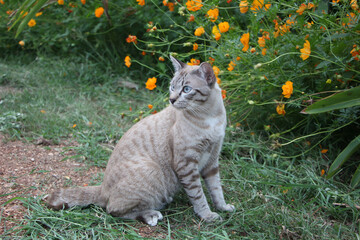 Thai cat running and playing at the park