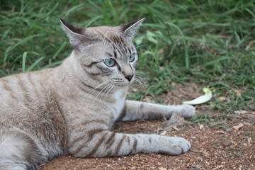 Thai cat running and playing at the park