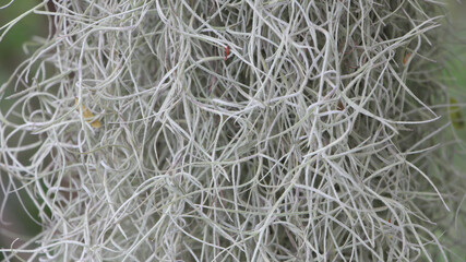 Hermit's beard tree