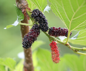 Blackberries on the tree, nearing harvest