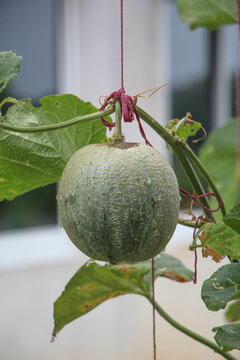 The results of melons destroyed by insects