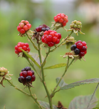 Blackberries on the tree, nearing harvest