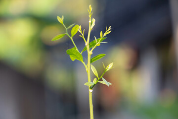 Opiliaceae Plantae Young shoots of sweet vegetables It is popular to cook local food.