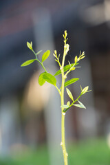 Opiliaceae Plantae Young shoots of sweet vegetables It is popular to cook local food.