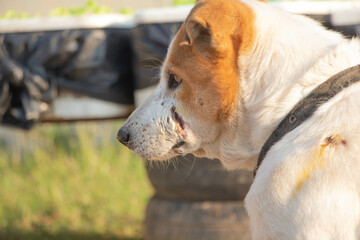 Thai dog has a wound on its face at the park