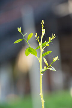 Opiliaceae Plantae Young shoots of sweet vegetables It is popular to cook local food.