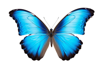 Beautiful cyan butterfly PNG with transparent background for design projects 