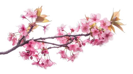 Obraz premium Pink Cherry Blossoms Branch Isolated on White