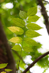 Beautiful bright green leaves of the common ash tree. Fraxinus excelsior growing in the park.
