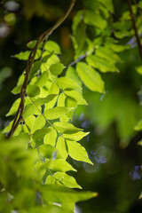 Beautiful bright green leaves of the common ash tree. Fraxinus excelsior growing in the park.