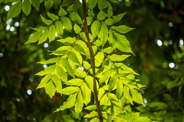 Beautiful bright green leaves of the common ash tree. Fraxinus excelsior growing in the park.