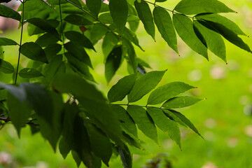 Beautiful bright green leaves of the common ash tree. Fraxinus excelsior growing in the park.