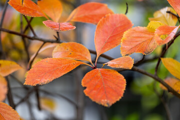 Beautiful red and orange autumn bush leaves in the park. Seasonal scenery with colorful foliage.