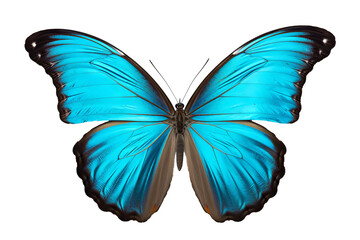 Fototapeta premium Beautiful cyan butterfly PNG with transparent background for design projects and creative applications