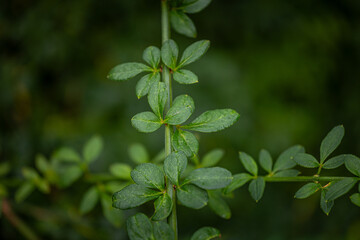 Delicate bush branch with small leaves growing in the park. Natural autumn scenery in garden.