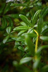 Thick, hard green leaves of the bushes in hedge. Beautiful autumn scenery in park.