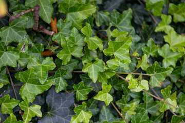 Beautiful common ivy leaves in the park. Hedera helix growing in the garden.