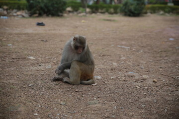 Monkey sitting on ground