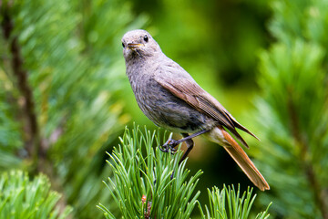 Weiblicher Hausrotschwanz (Phoenicurus ochruros)