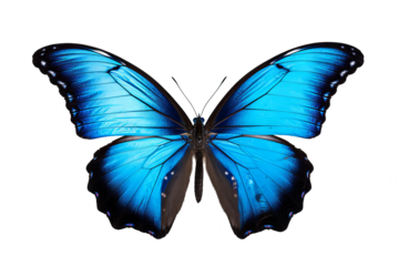 Beautiful indigo butterfly with transparent background in PNG style for design projects