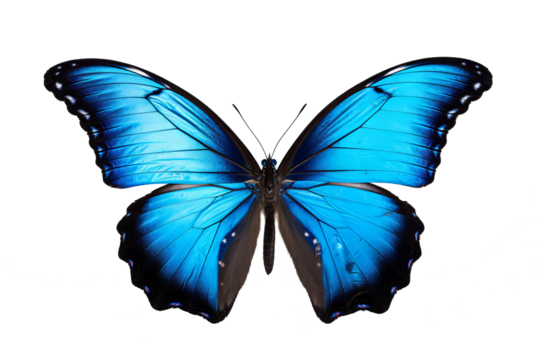 Beautiful indigo butterfly with transparent background in PNG style for design projects
