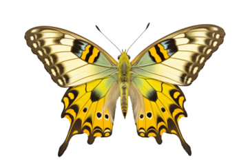 Beautiful lime butterfly in PNG style with transparent background, ideal for digital art projects, graphic design, and nature-themed illustrations