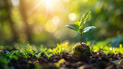 Sunlit young plant growing in fertile soil, representing growth and environmental sustainability in a lush nature background.