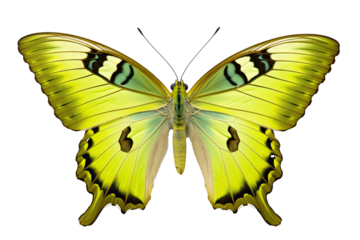 Beautiful lime butterfly in PNG style with transparent background, ideal for digital art projects, graphic design, and nature-themed illustrations