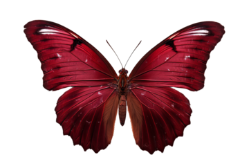 Beautiful maroon butterfly with intricate wing patterns in PNG style on transparent background for digital art and design projects
