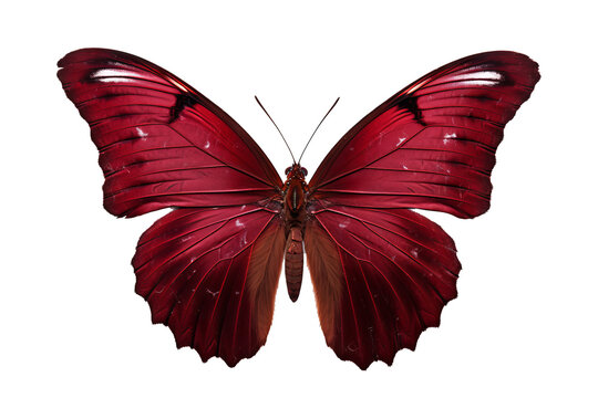 Beautiful maroon butterfly with intricate wing patterns in PNG style on transparent background for digital art and design projects