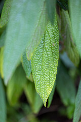 Beautiful, textured green leaves growing in the park bush. Detailed close-up of the autumn leaves.