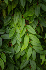 Beautiful green tree leaves in the autumn park. Natural fall scenery.