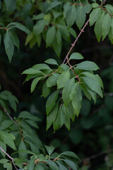 Beautiful green tree leaves in the autumn park. Natural fall scenery.