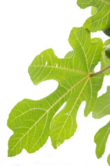 Beautiful green tree leaves in the autumn park. Natural fall scenery.