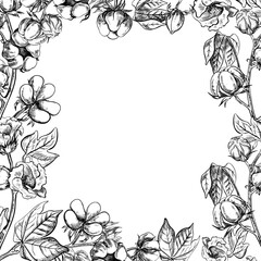 The cotton is organic. A frame with cotton twigs. Black and white, detailed, graphic, vector illustration, hand-drawn, on a white background. For labels, packaging, postcards and posters.
