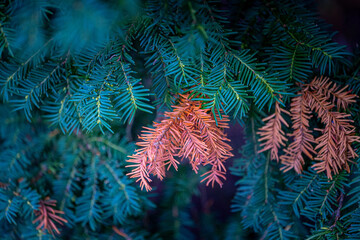 Beautiful yew tree branches with dark green leaves. Common yew bush hedge in the park.
