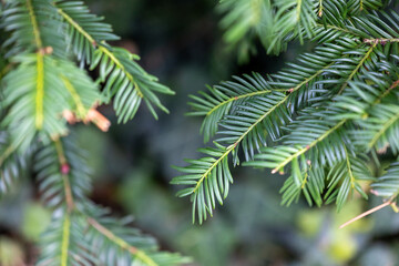 Beautiful yew tree branches with dark green leaves. Common yew bush hedge in the park.