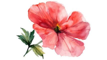 Watercolor Flower isolated on a transparent background