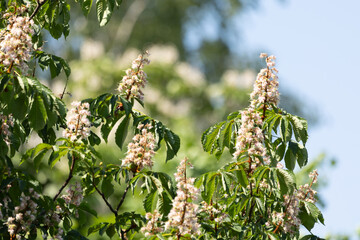 Beautiful white flowers of the chestnut tree during spring. Natural springtime scenery in Latvia, Northern Europe.