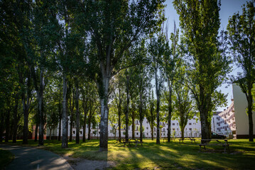 Paisaje de naturaleza verano del bosque colorido en luz del sol de la ma&ntilde;ana