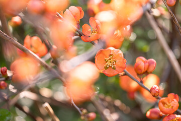Beautiful orange flowers of cydonia bush in spring. Natural scenery of garden in Latvia, Northern...