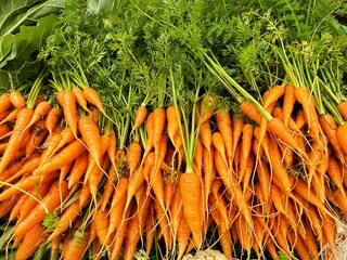 Natural pattern of fresh washed organic carrots. Full of many clean carrots vegetable background.