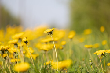 Fototapeta premium Beautiful yellow dandelions blooming in the sunny spring meadow. Natural springtime scenery of Latvia, Northern Europe.