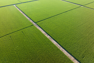view of paddy field 